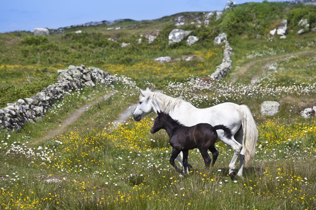 Connemara Pony Mare and Foal, Ireland