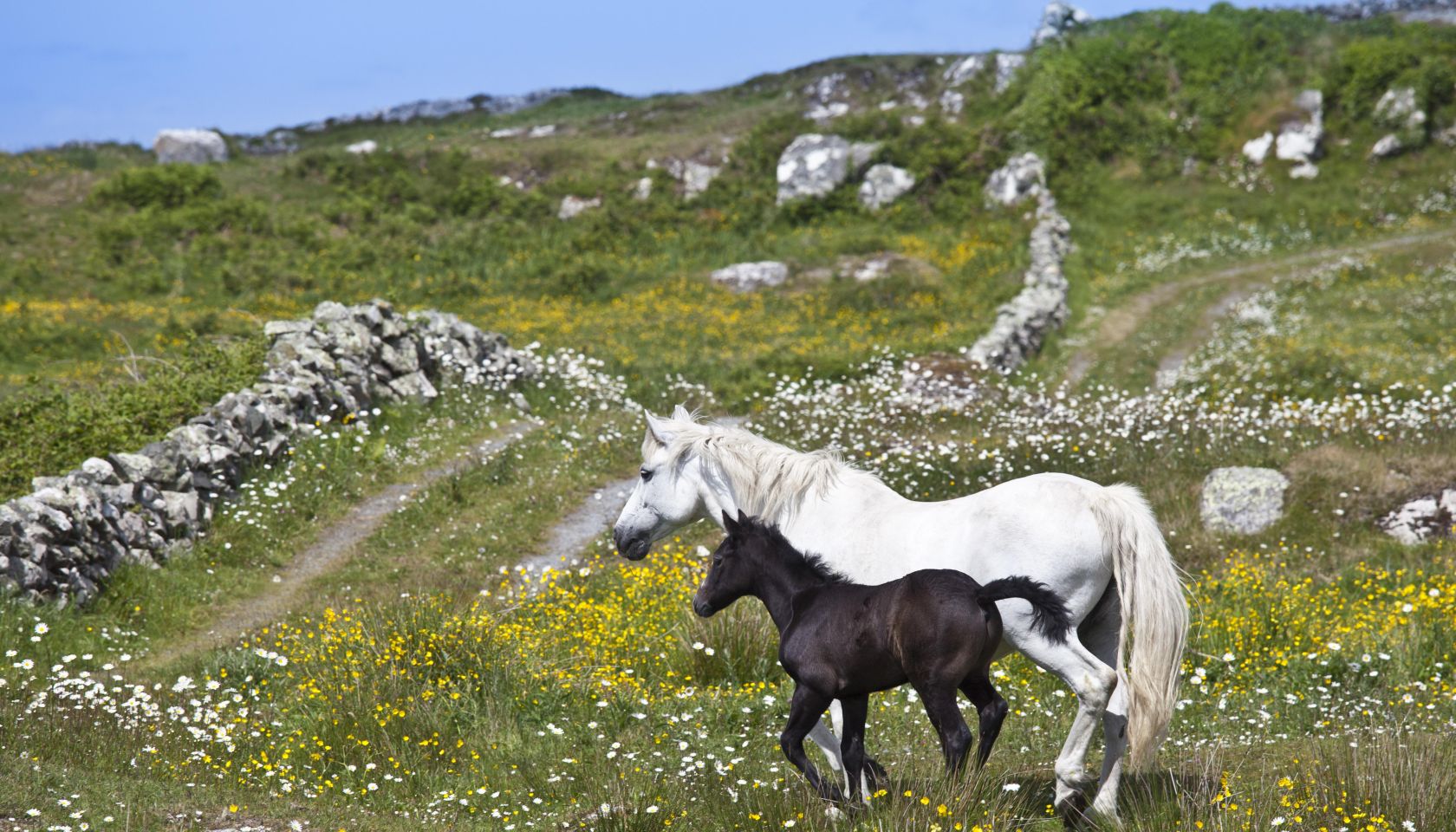 Connemara Pony Mare and Foal, Ireland