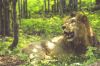 Lion Sitting In Forest