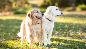 Two Golden Retriever Dogs Outdoors in Fall