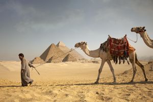 Man pulling camels in front of the pyramids of Giza, Egypt