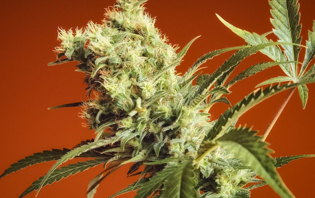 Cannabis Bud - Nebula