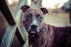 Close-Up Portrait Of American Staffordshire Terrier