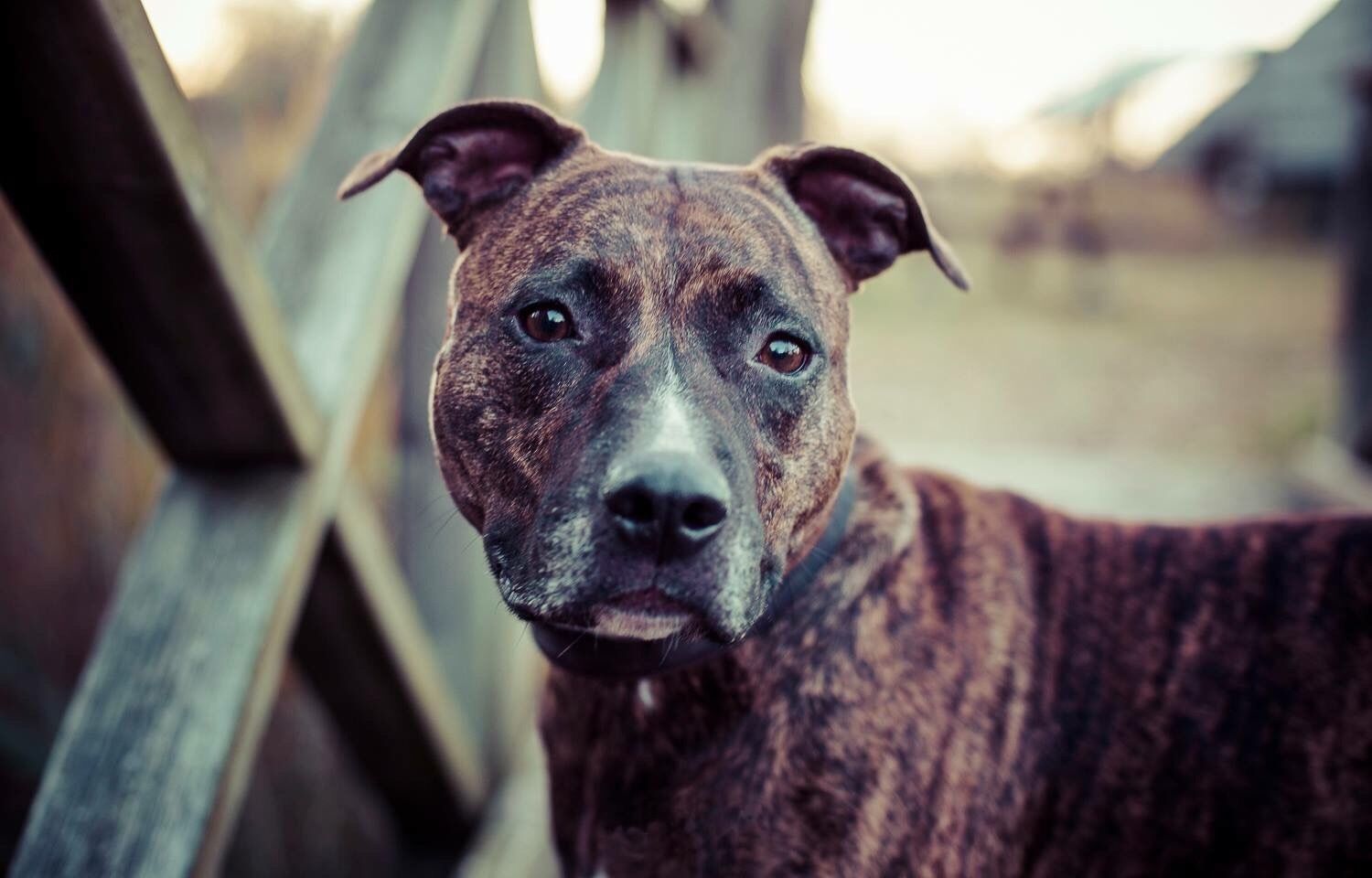 Close-Up Portrait Of American Staffordshire Terrier