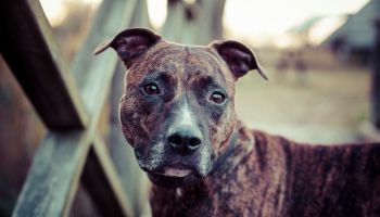 Close-Up Portrait Of American Staffordshire Terrier