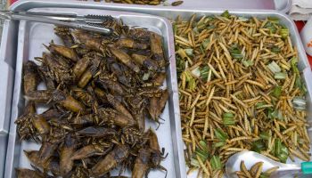 Cockroaches and Grubs. Thai Market