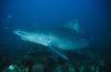 tiger shark, galeocerdo cuvier, swimming, durban, south africa
