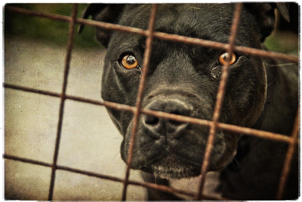 Staffordshire bull terrier behind bars