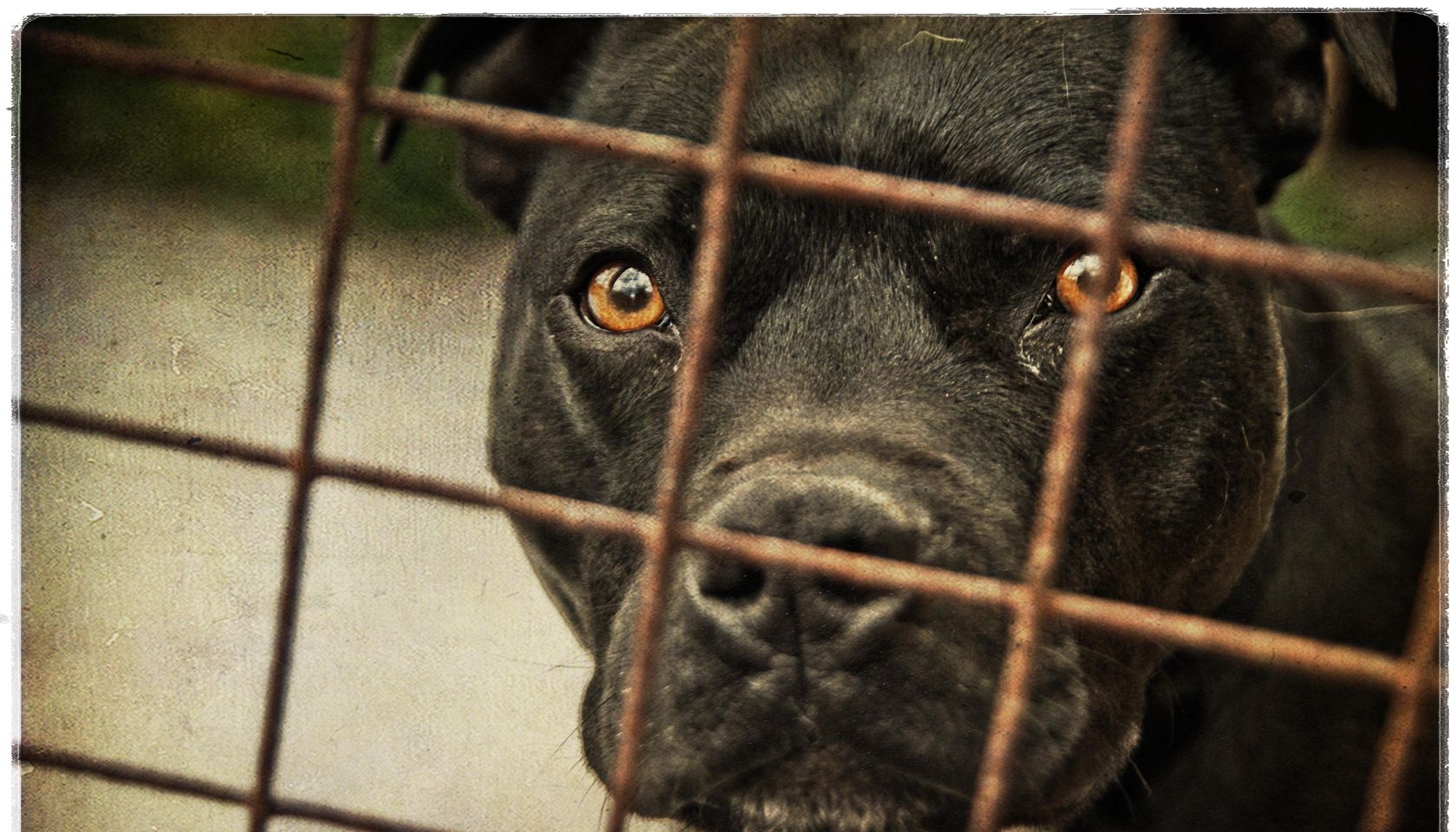 Staffordshire bull terrier behind bars