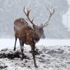 Heavy snow falls in West Lothian