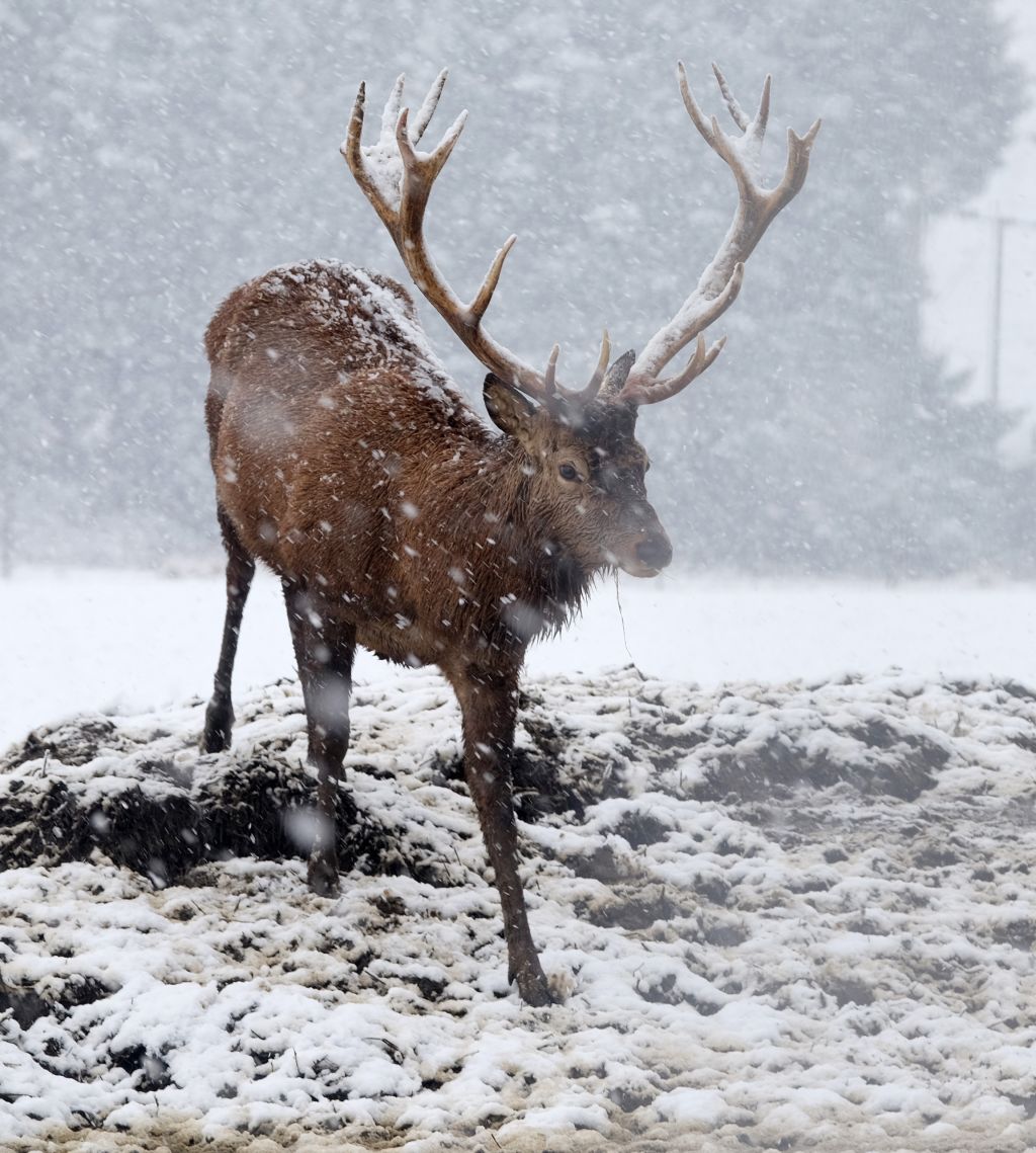 Heavy snow falls in West Lothian