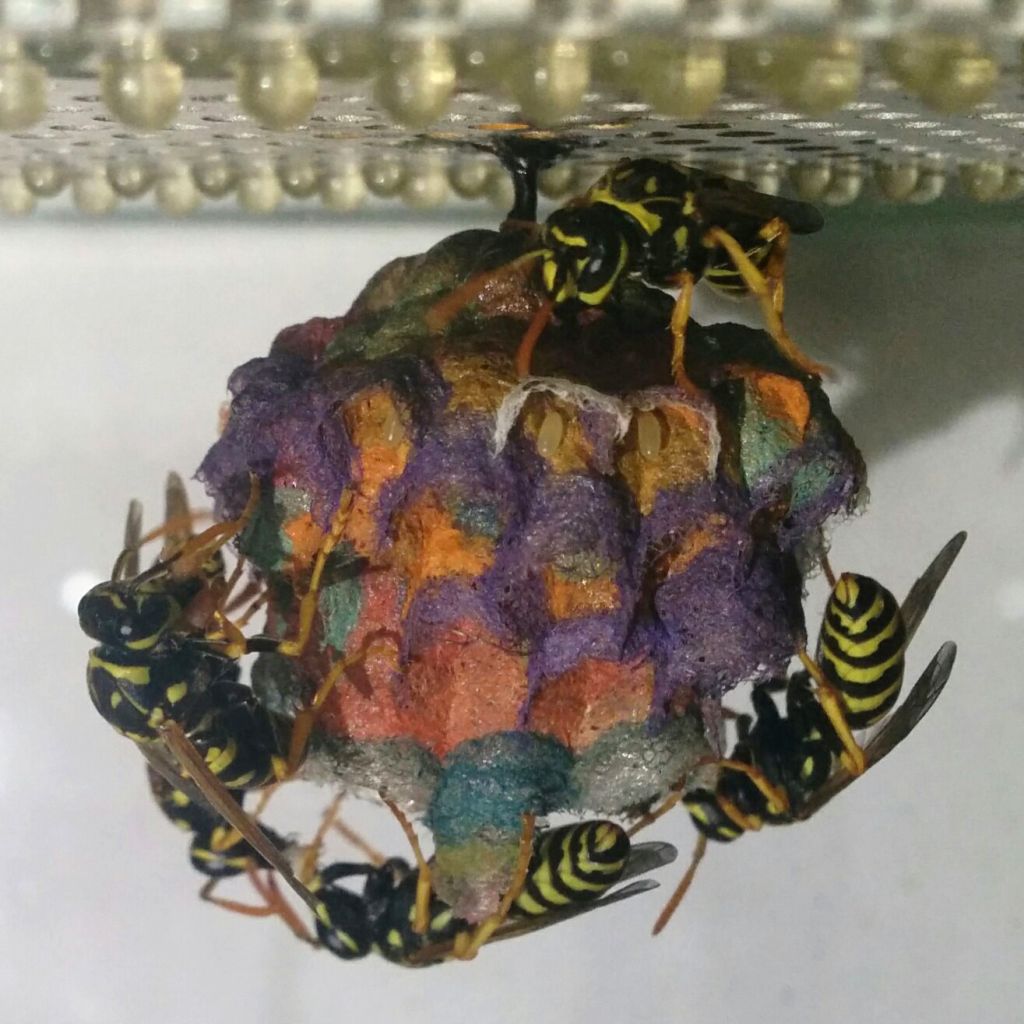European paper wasps create multi-coloured nests
