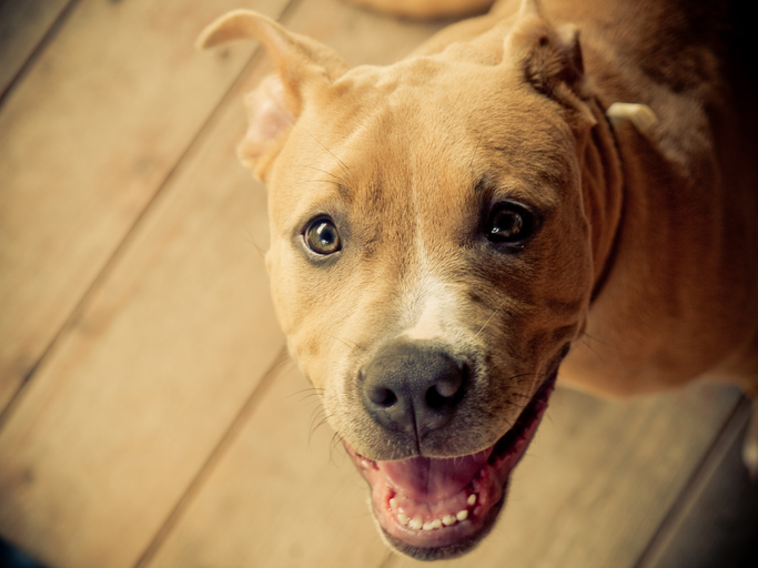 Rescue cute dog pitt bull mix breed smiling