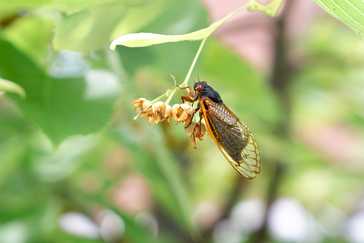 Seasonal Visitor in Bloom
