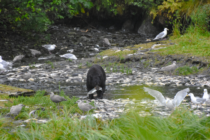 Black Bear in Valdez, Alaska