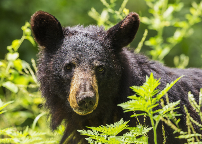 Bear wildlife animal nature photography