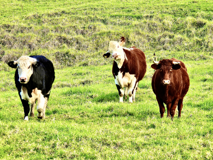 A front view of three Bulls facing and looking at the camera in a field in Puhoi in Auckland