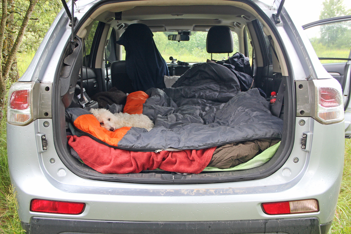 Dog sleeps in the trunk of car during trip to countryside. Maltipoo dog sleeping