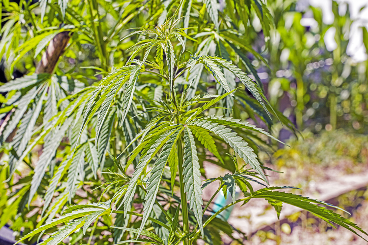 Young hemp plantation on a sunny day